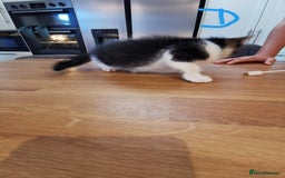 Mixed Breed cats for sale: Beautiful kittens ready now - Image 11