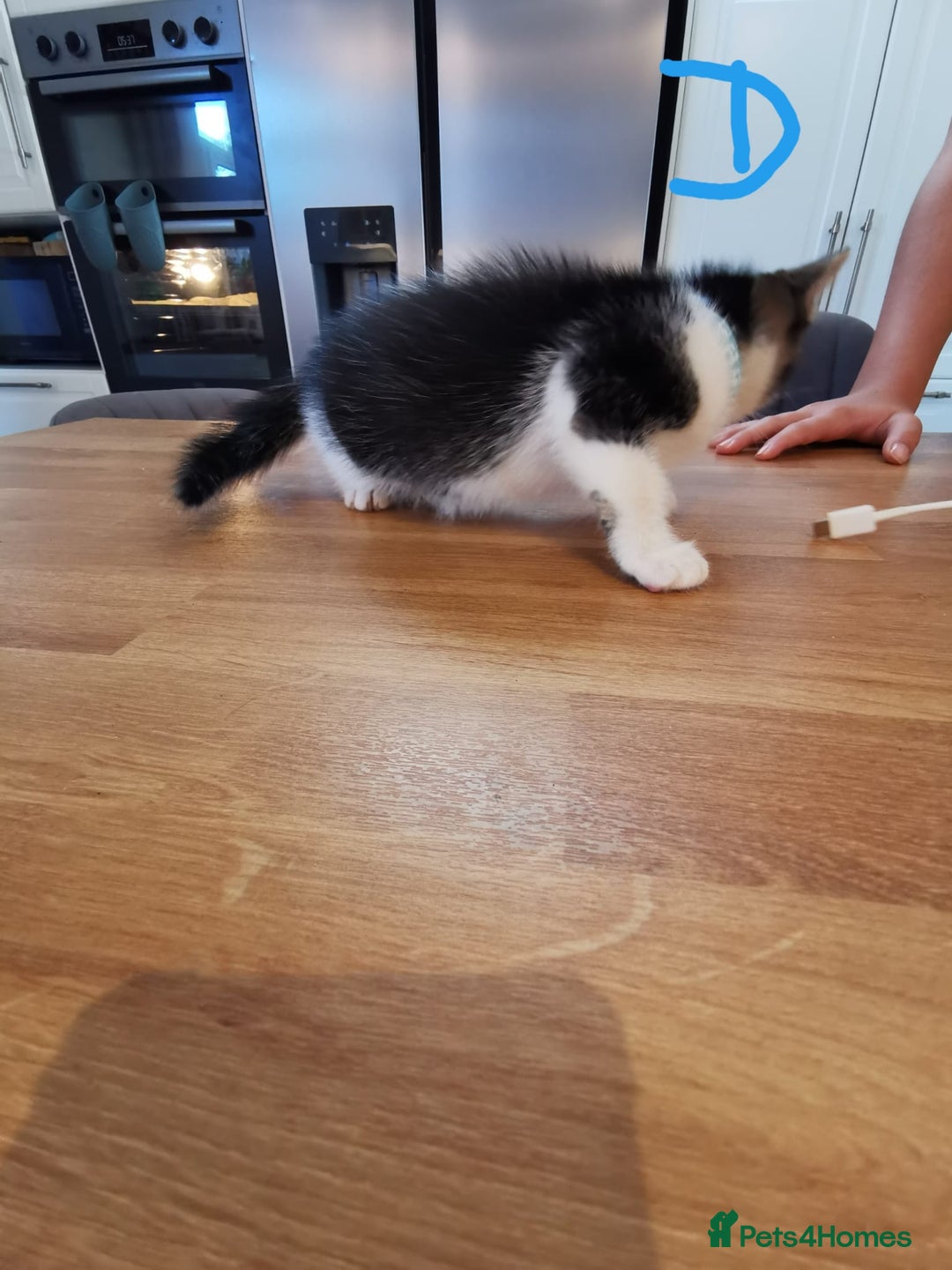 Mixed Breed cats for sale: Beautiful kittens ready now - Image 11