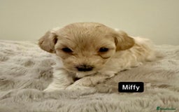 Maltipoo dogs for sale: Adorable F1B Merle** Maltipoo Puppies for sale - Image 13