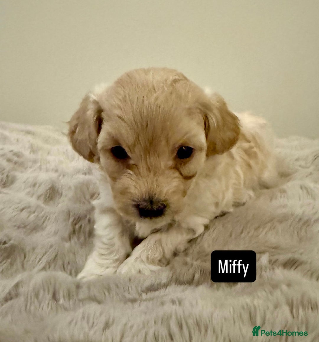 Maltipoo dogs for sale: Adorable F1B Merle** Maltipoo Puppies for sale - Image 13