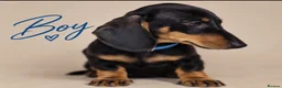 Dachshund dogs for sale: PRA-Clear Miniature Dachshund Puppies ready to go - Advert 14