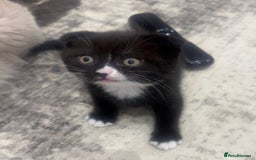 Scottish Fold cats for sale: Scottish fold and straight kitten - Image 6