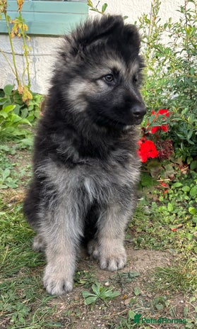 German Shepherd dogs - Advert 4