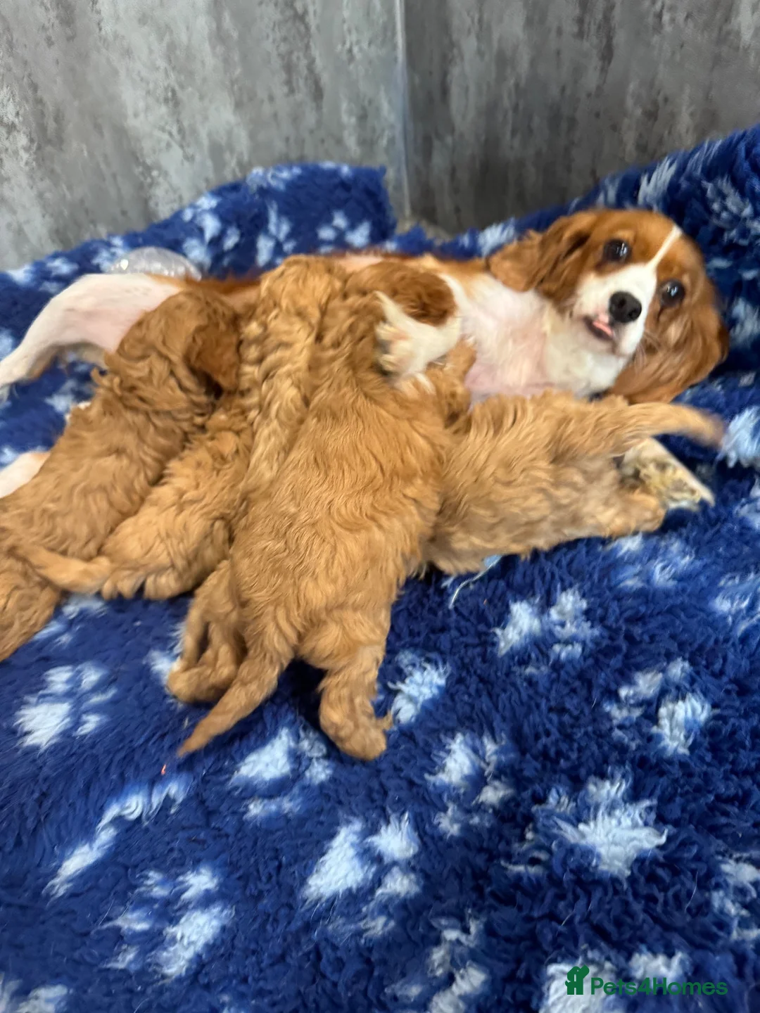 Cavapoo dogs for sale: F1 DNA health tested clear Cavapoo puppies in Ystrad Meurig - Advert 2