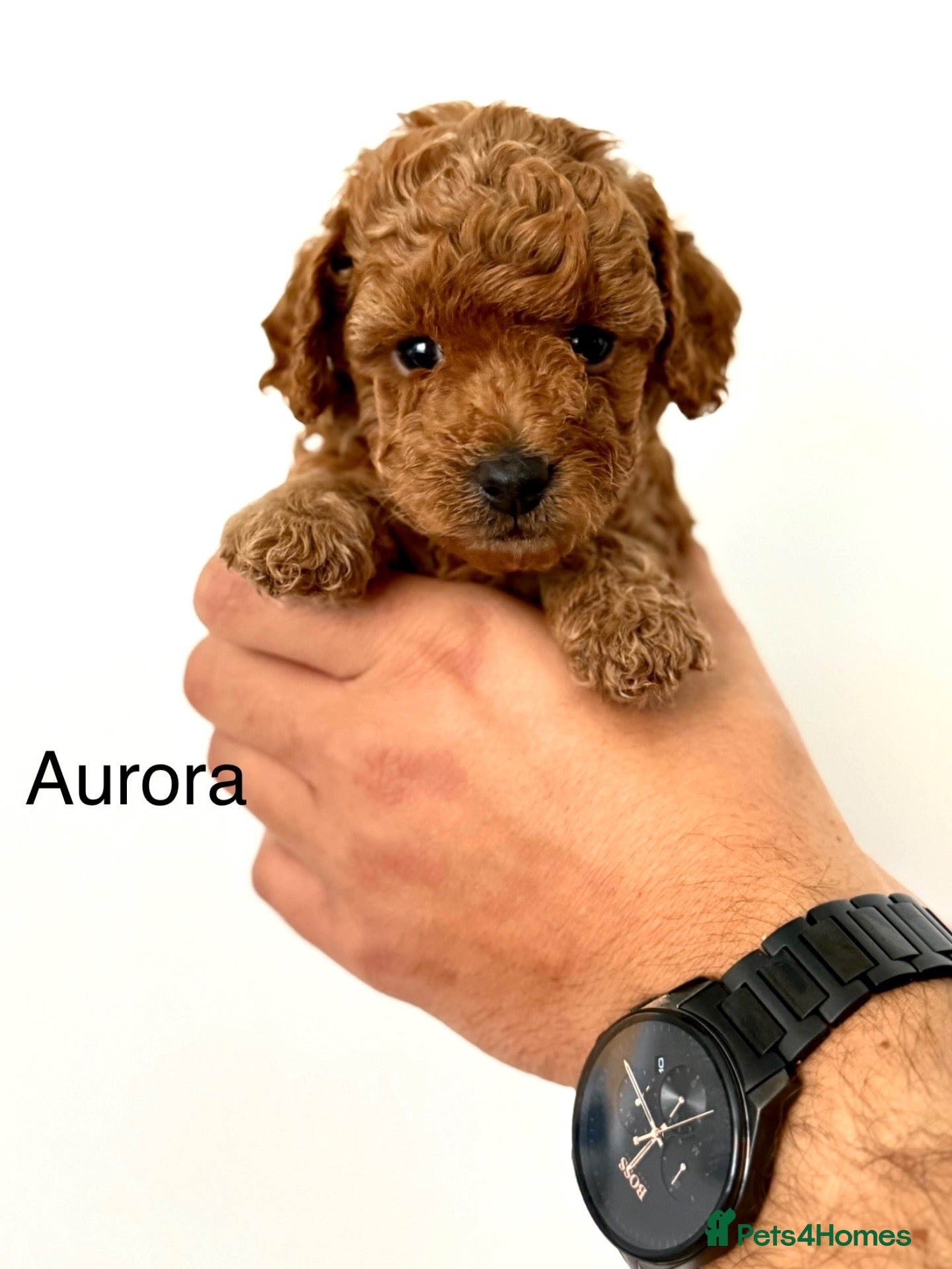Toy Poodle dogs KC registered/5GEN Pedigree/Champion line/DNAclear - Advert 1