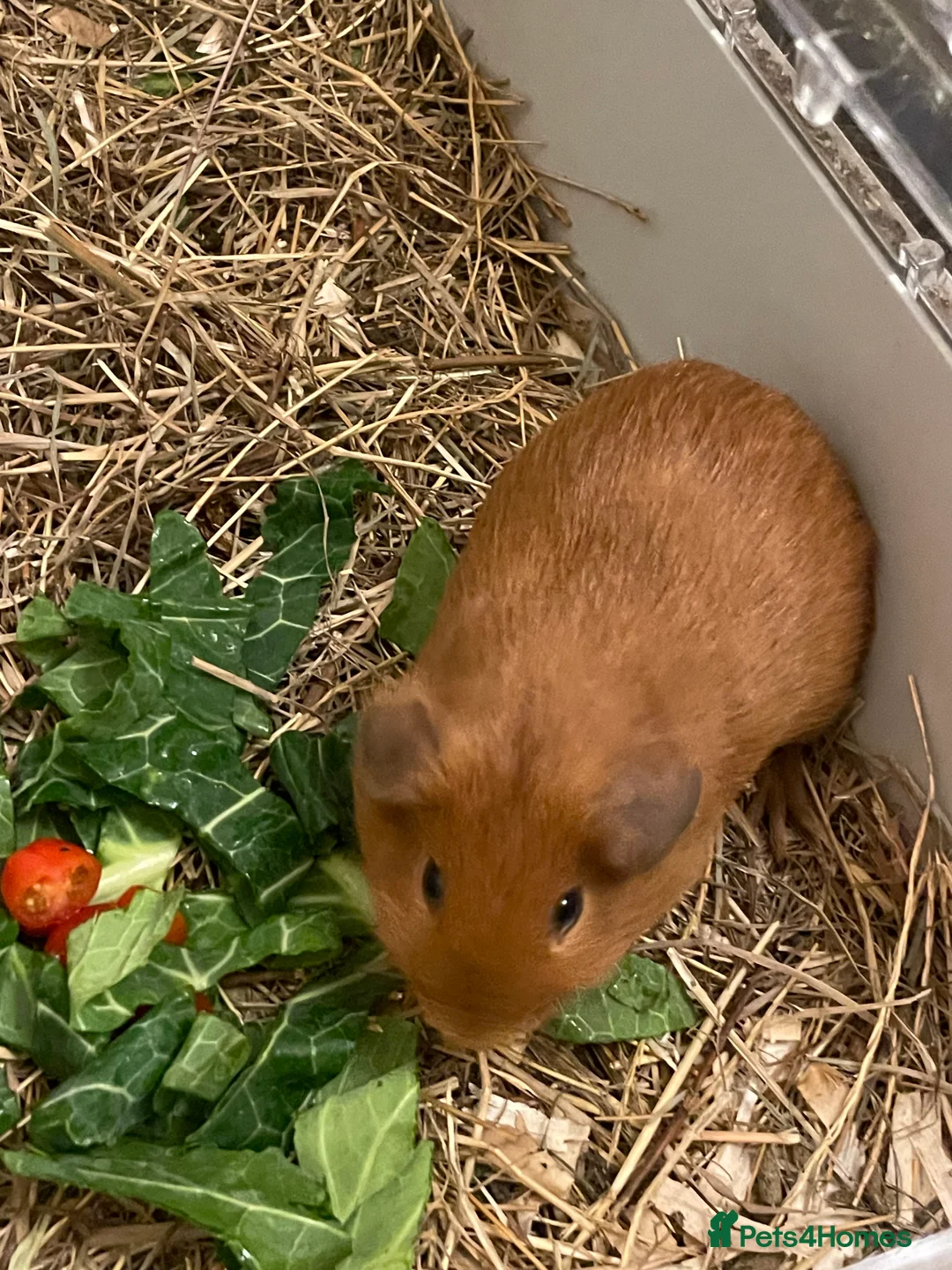 Guinea Pig rodents for sale: Ginger Male Guinea Pig - Advert 4