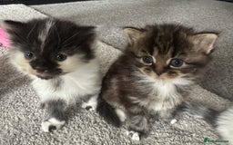 British Longhair cats for sale: Kittens  - Image 1