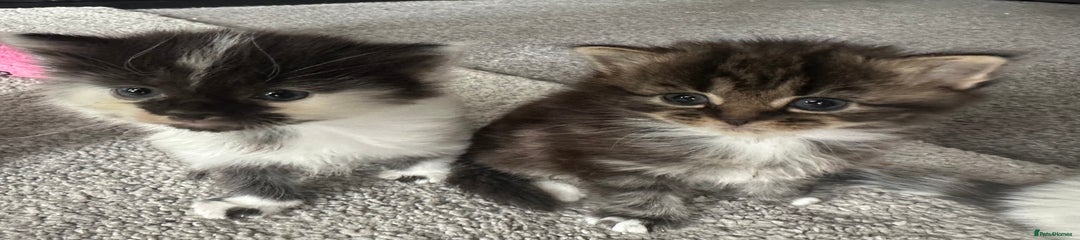 British Longhair Kitten 3