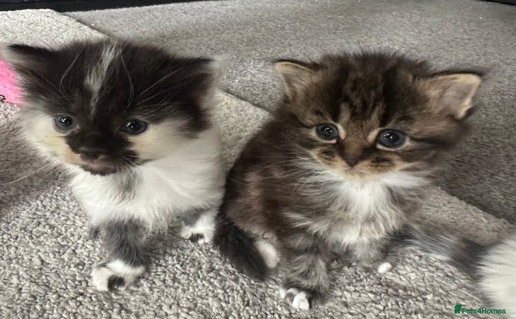 British Longhair cats - Advert 1