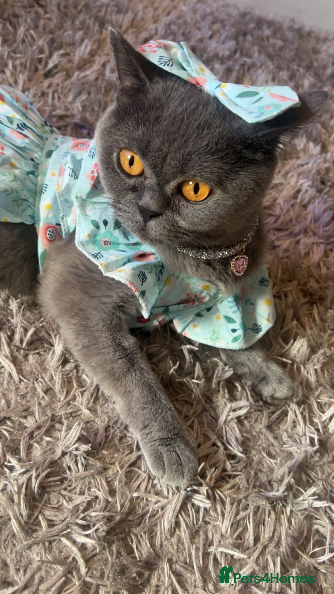 British Shorthair cats for sale: Beautiful BSH Kittens / GCCF registered  - Advert 2