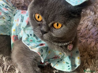 British Shorthair cats Beautiful BSH Kittens / GCCF registered - Advert 6