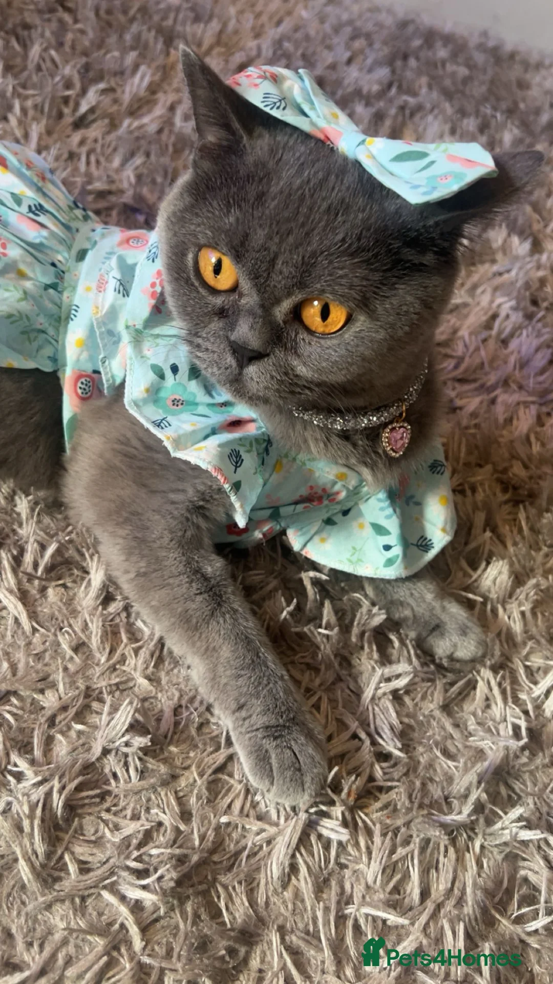 British Shorthair cats for sale: Beautiful BSH Kittens / GCCF registered  - Advert 12