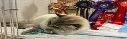 Ragdoll cats for sale: Gccf registered ragdolls - Advert 9
