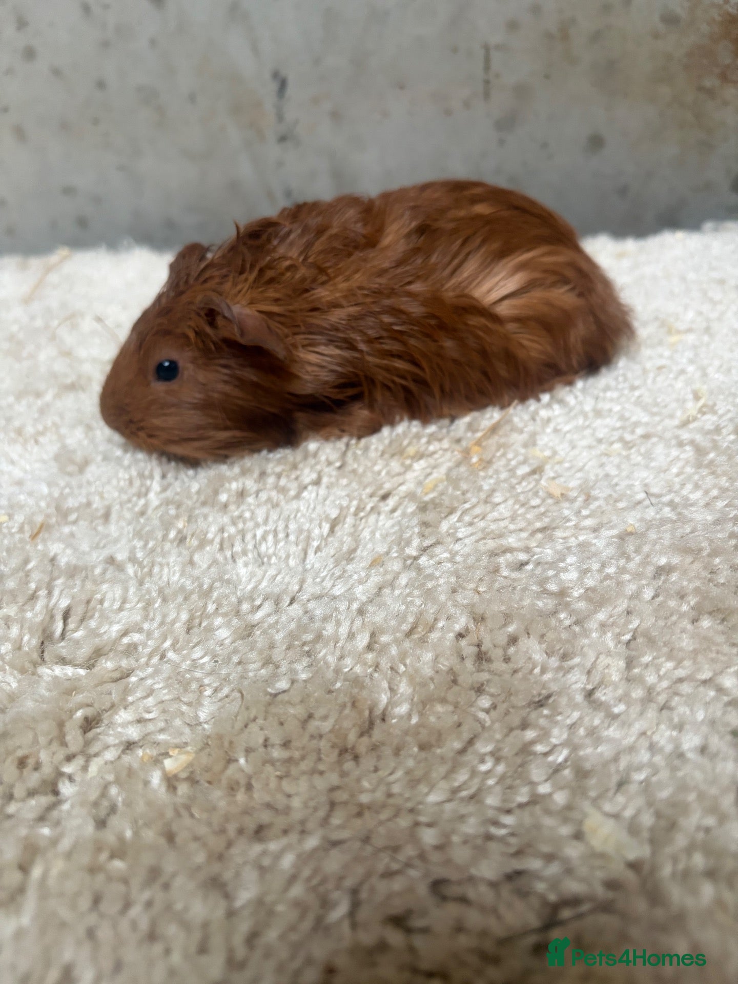 Guinea Pig rodents for sale: Baby Guinea pigs - Advert 3