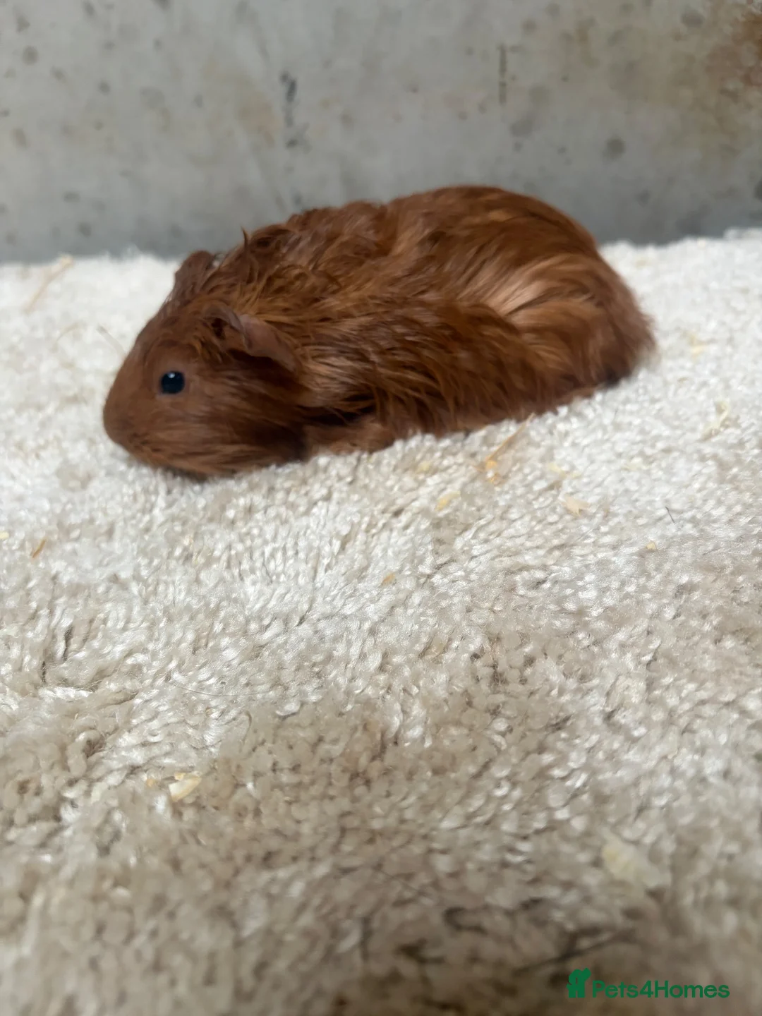 Guinea Pig rodents for sale: Baby Guinea pigs - Advert 2