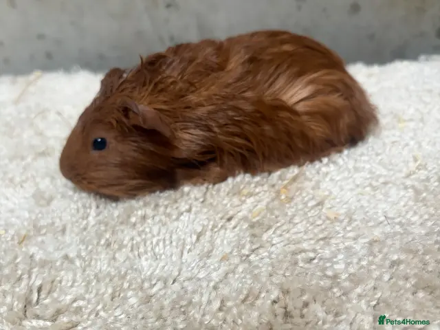 Guinea Pig rodents for sale: Baby Guinea pigs - Advert 3