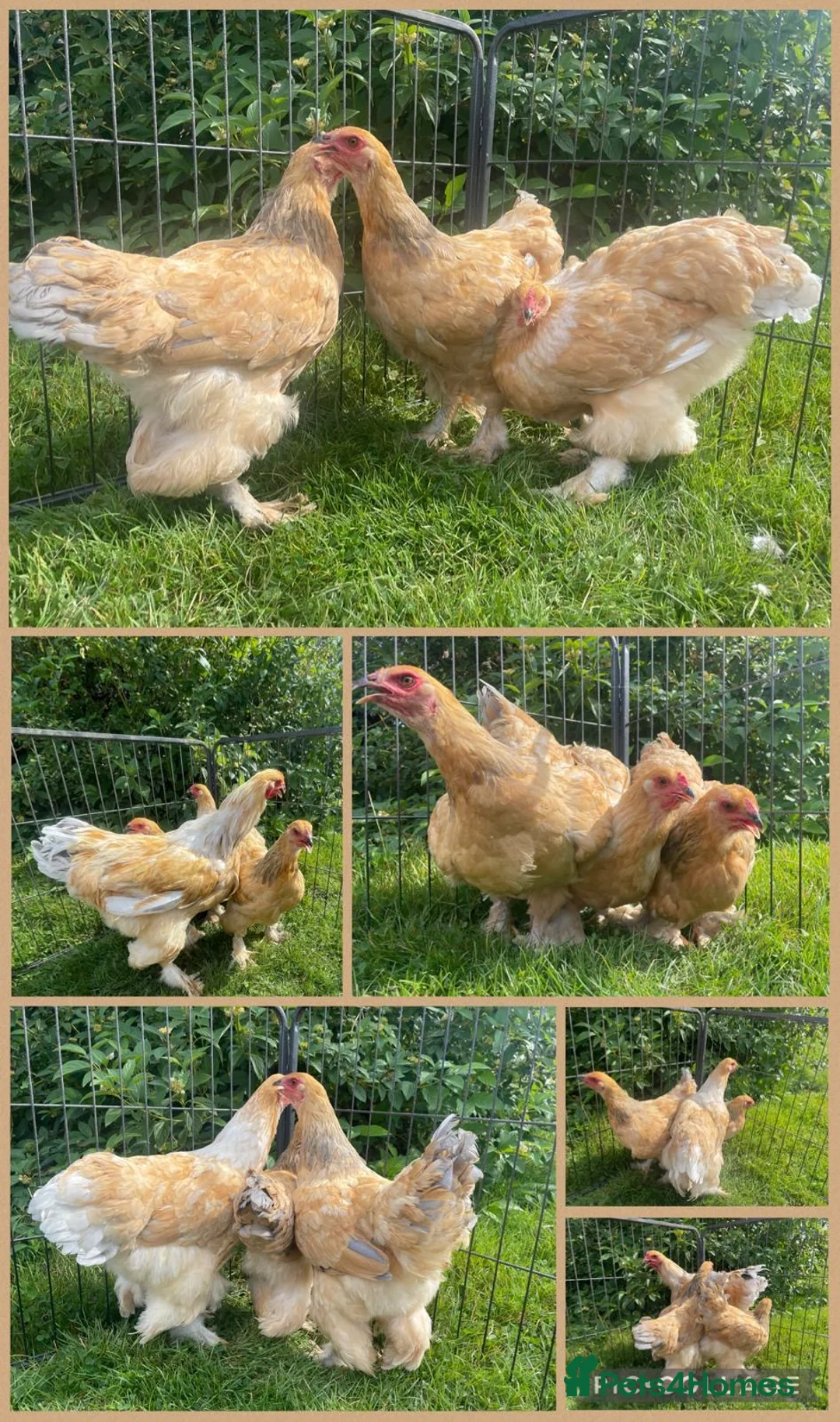 Chickens poultry for sale: Araucana chickens - Advert 23