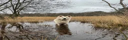White Swiss Shepherd dogs for stud: White Swiss Shepherd Stud  - Advert 9