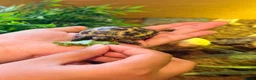 Tortoise reptiles for sale: Horsfield's Tortoise in Chigwell - Advert 4