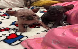 Sphynx cats for sale: 3 beautiful GIRlS available ❤️  - Image 2
