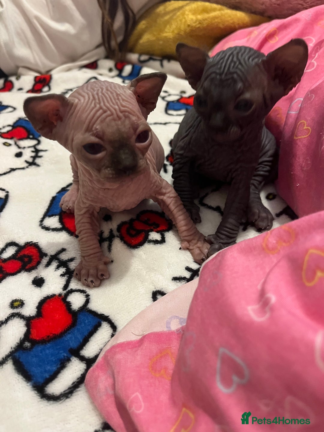 Sphynx cats for sale: 3 beautiful GIRlS available ❤️  - Image 2
