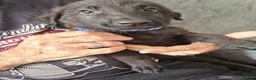 Mixed Breed dogs for sale: Shepadoodle puppies for sale  in Boston - Advert 11