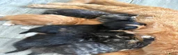 Mixed Breed cats for sale:  Stunning, Friendly & Confident Kittens - Advert 19