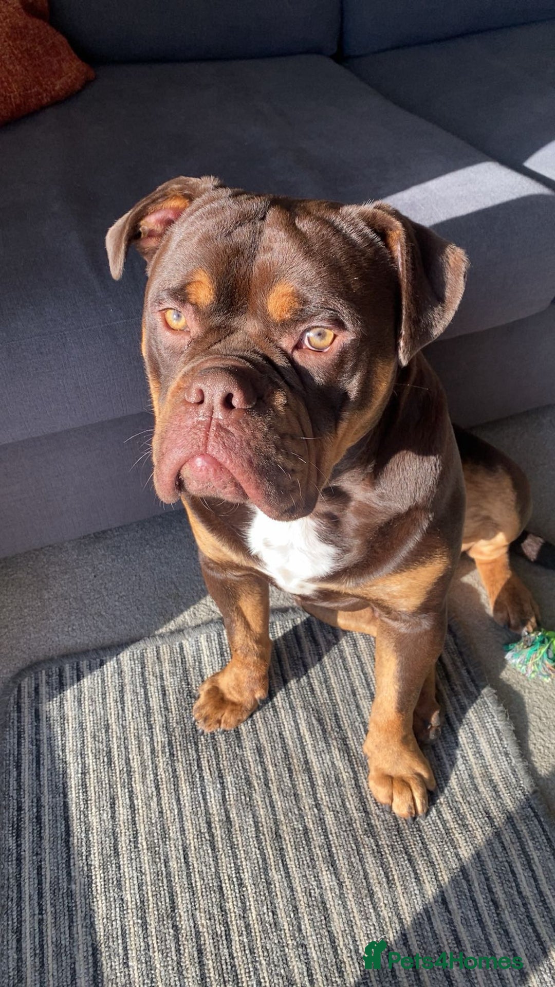 Olde English Bulldogge dogs for sale: Old tyme English bulldog - Image 2