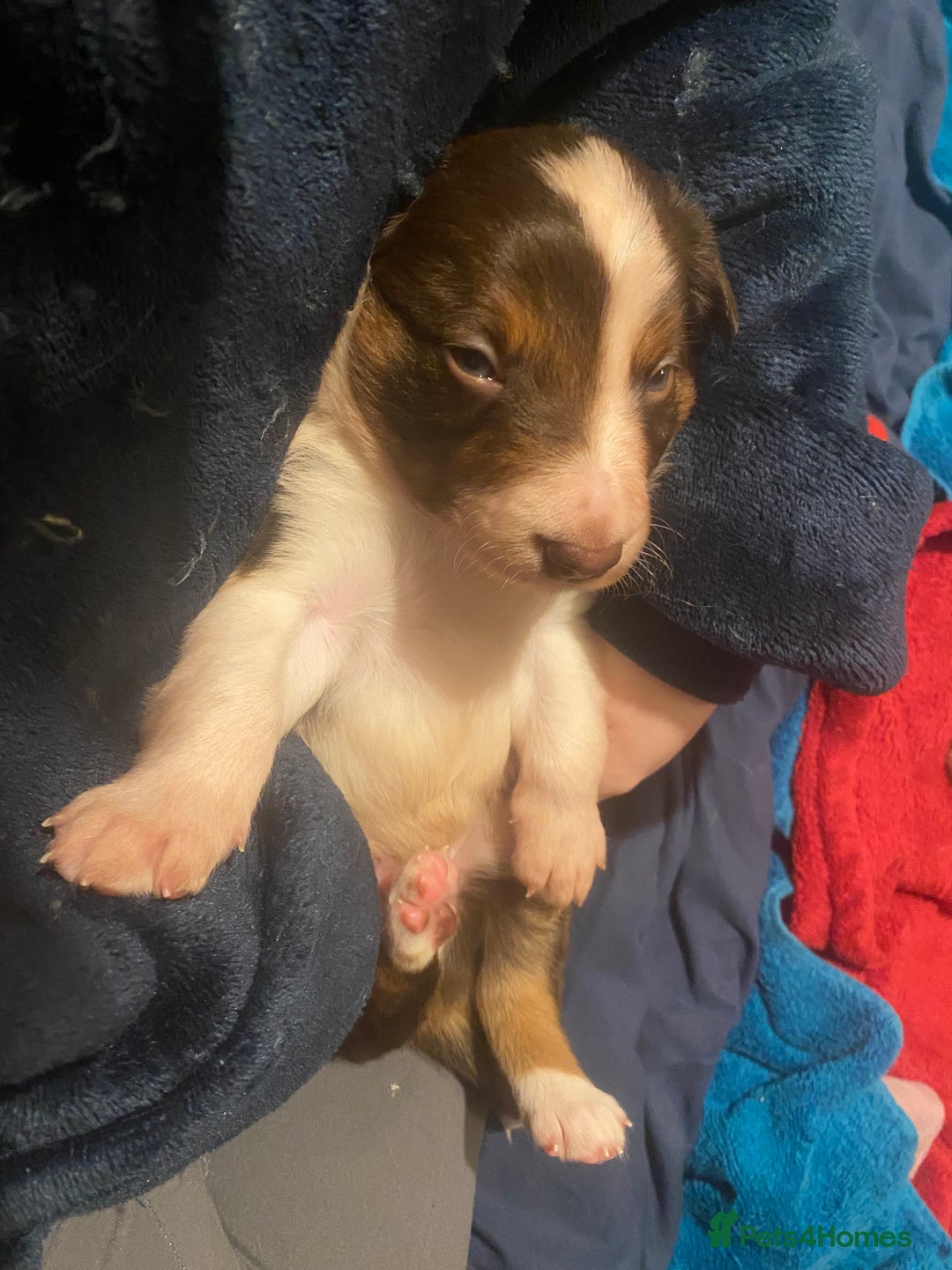 Border Collie dogs for sale: 1 Red/Brown Tri BorderCollie Boy: rough coat - Advert 22