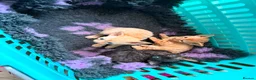 Devon Rex cats for sale: Devon rex kittens / red  - Advert 3