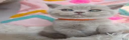 British Shorthair cats for sale: Luxury British Shorthair 🧸 Rare Lilac & Cinnamon - Advert 31