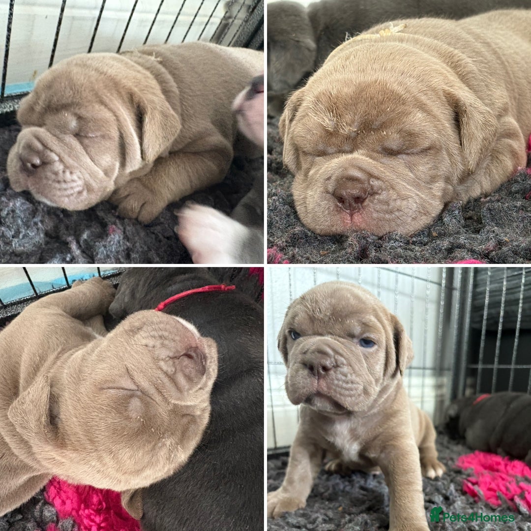 Olde English Bulldogge dogs for sale: Olde English Bulldogges pups - Image 3
