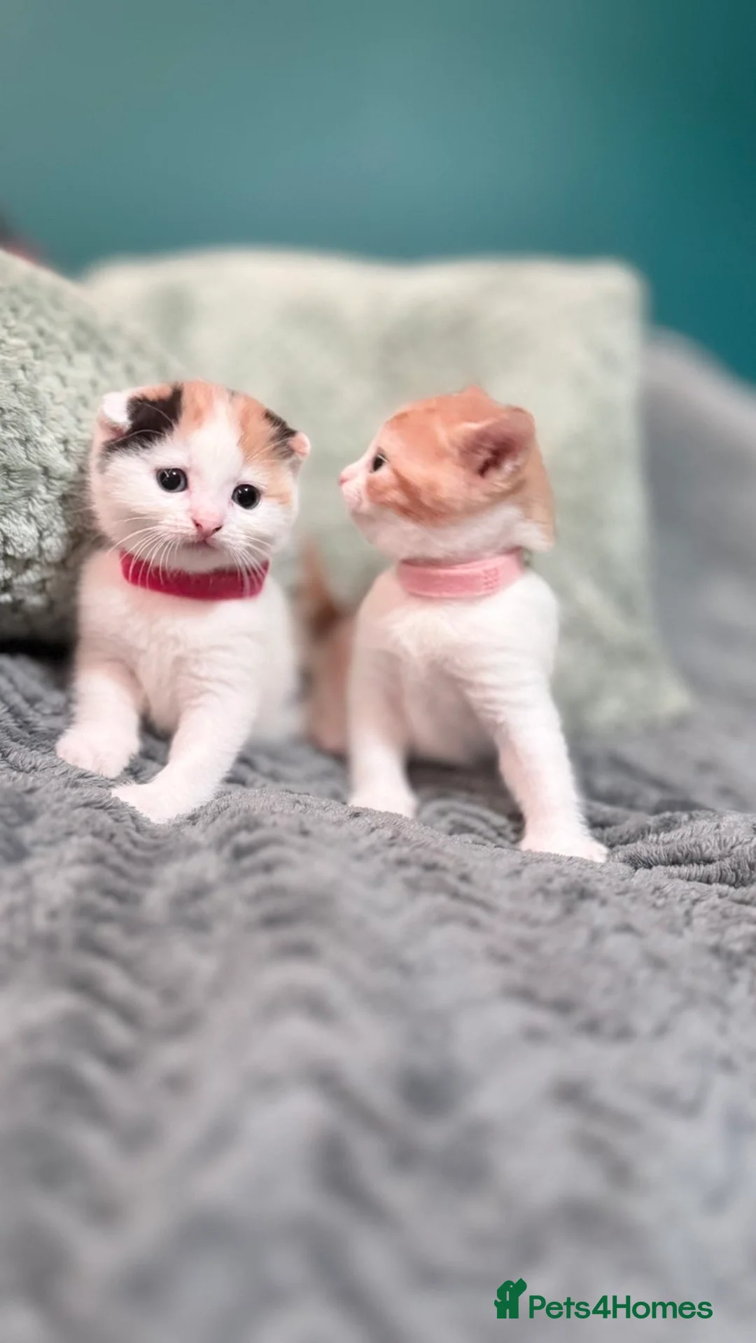 Scottish Fold cats for sale: Scottish fold x domestic kittens  - Advert 2