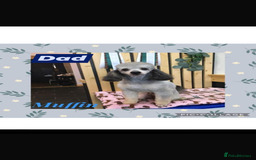 Cockapoo dogs for sale: Adorable Cockapoo’s - Image 19