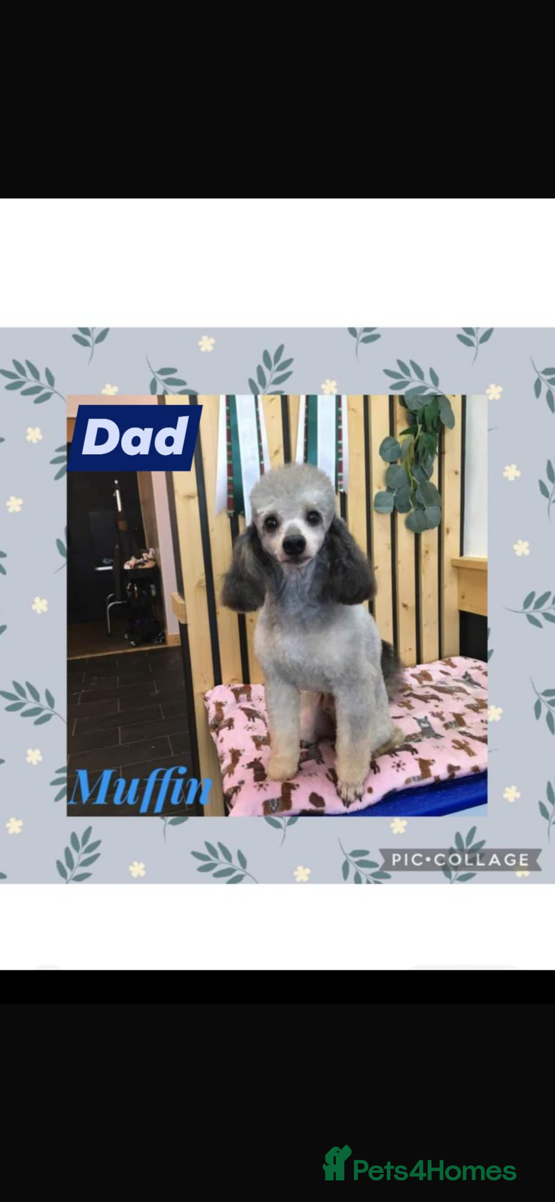 Cockapoo dogs for sale: Adorable Cockapoo’s - Image 19