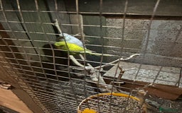 Parakeets birds for sale: Birds - Advert 4