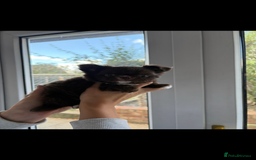 Chihuahua dogs for sale: Russian long hair Chihuahuas - Image 5