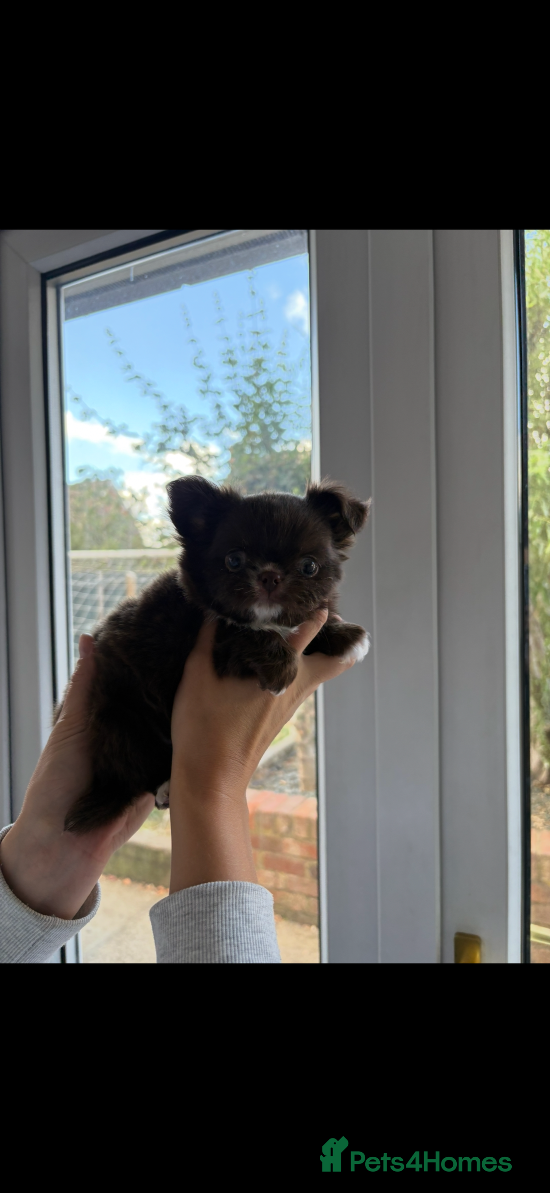 Chihuahua dogs for sale: Russian long hair Chihuahuas - Image 5