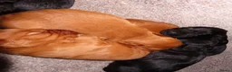 Cocker Spaniel dogs for sale: Working KC Registered Cocker Spaniel pups  - Advert 14