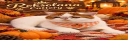 Exotic cats for sale: Exotic shorthair  - Advert 3