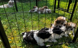 Shih Tzu dogs for sale: Shih Tzu Puppies - Image 1