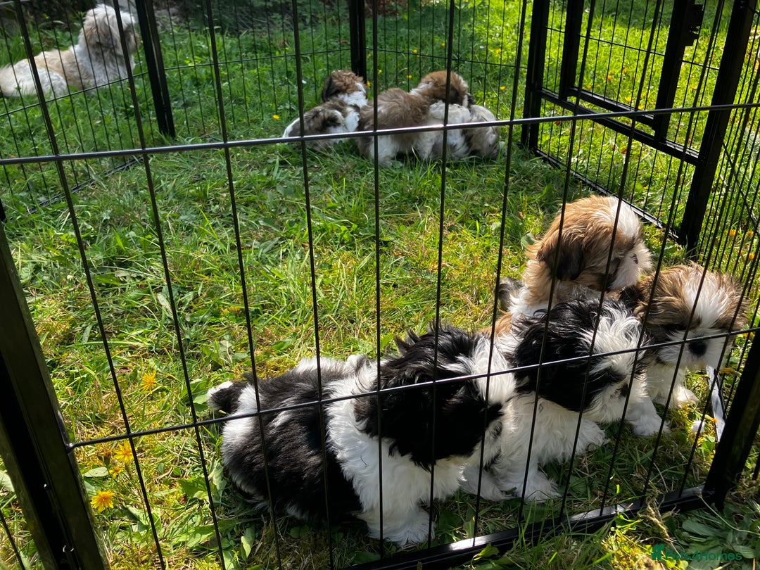 Shih Tzu dogs for sale: Shih Tzu Puppies - Image 1