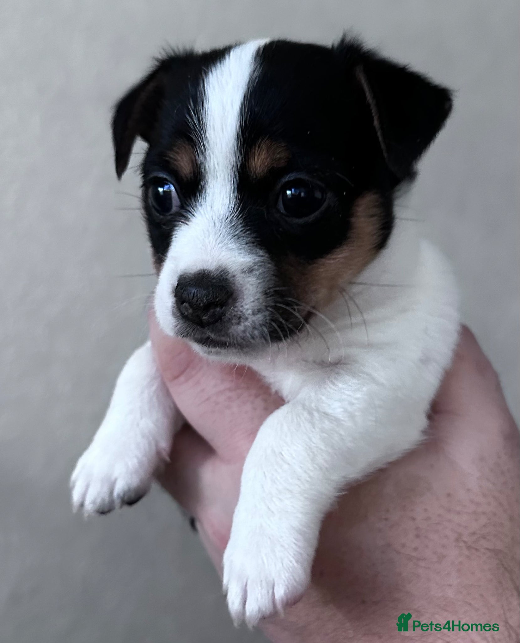 Jack Russell dogs Stunning Jack Russell female puppy  - Advert 18