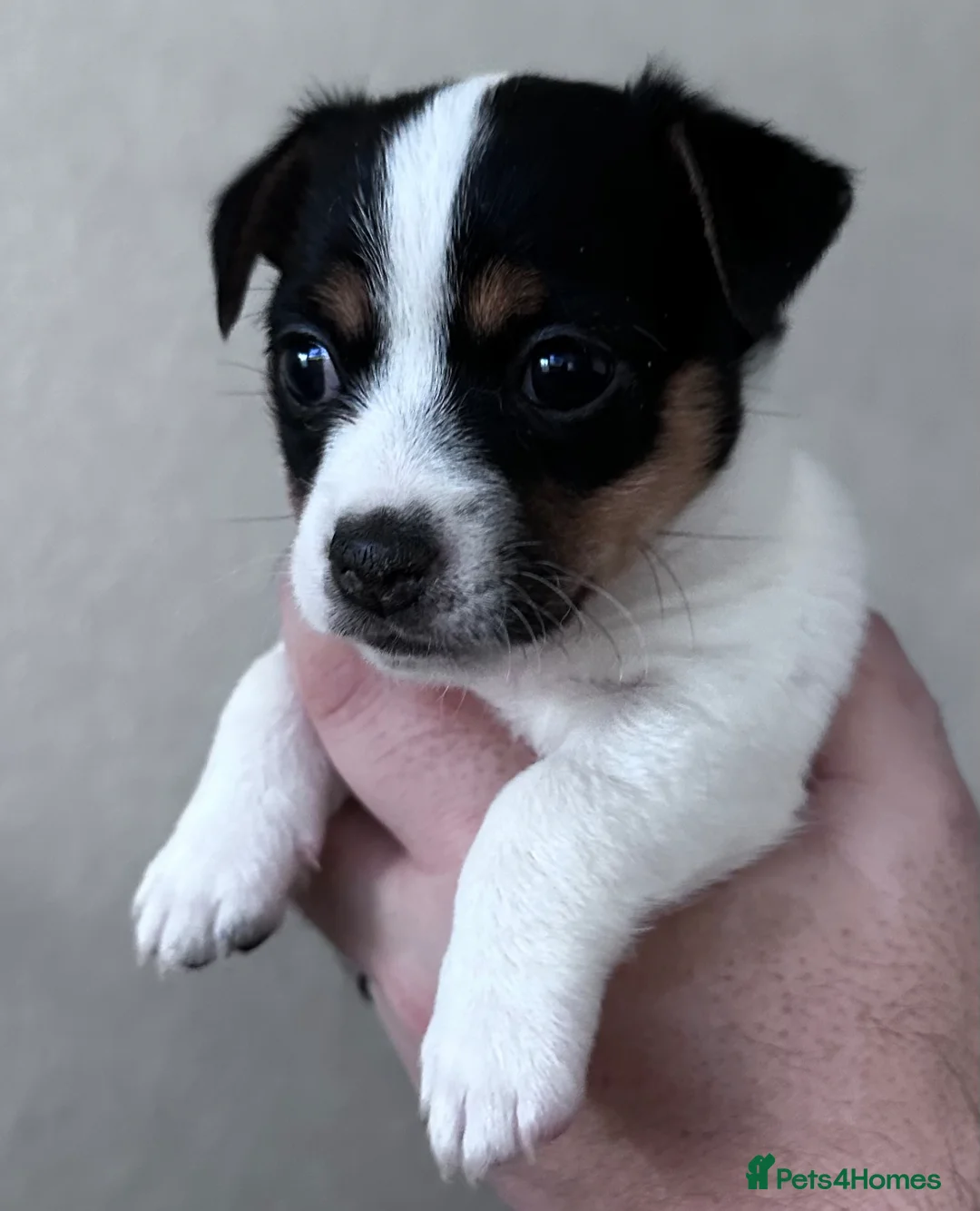 Jack Russell dogs for sale: Stunning Jack Russell female puppy  - Advert 1