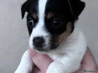 Jack Russell dogs Stunning Jack Russell female puppy - Advert 18