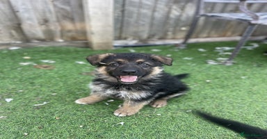German Shepherd dogs - Advert 4