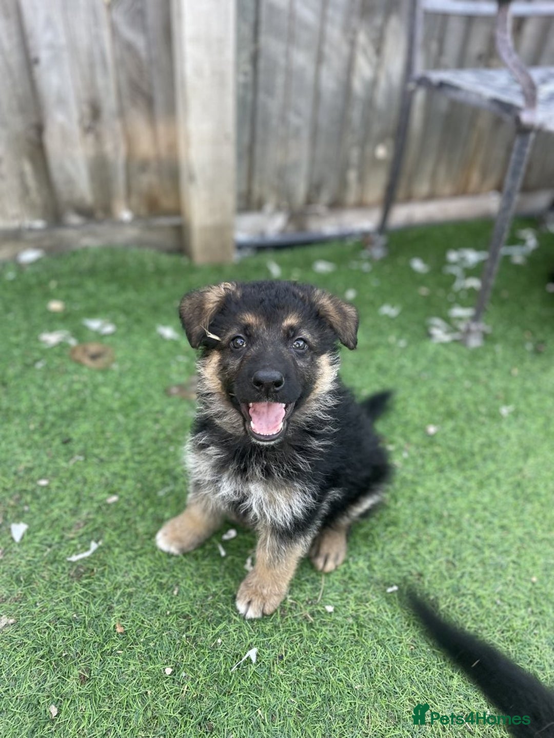 German Shepherd dogs for sale: Gorgeous and healthy German Shepherds Puppies - Image 2