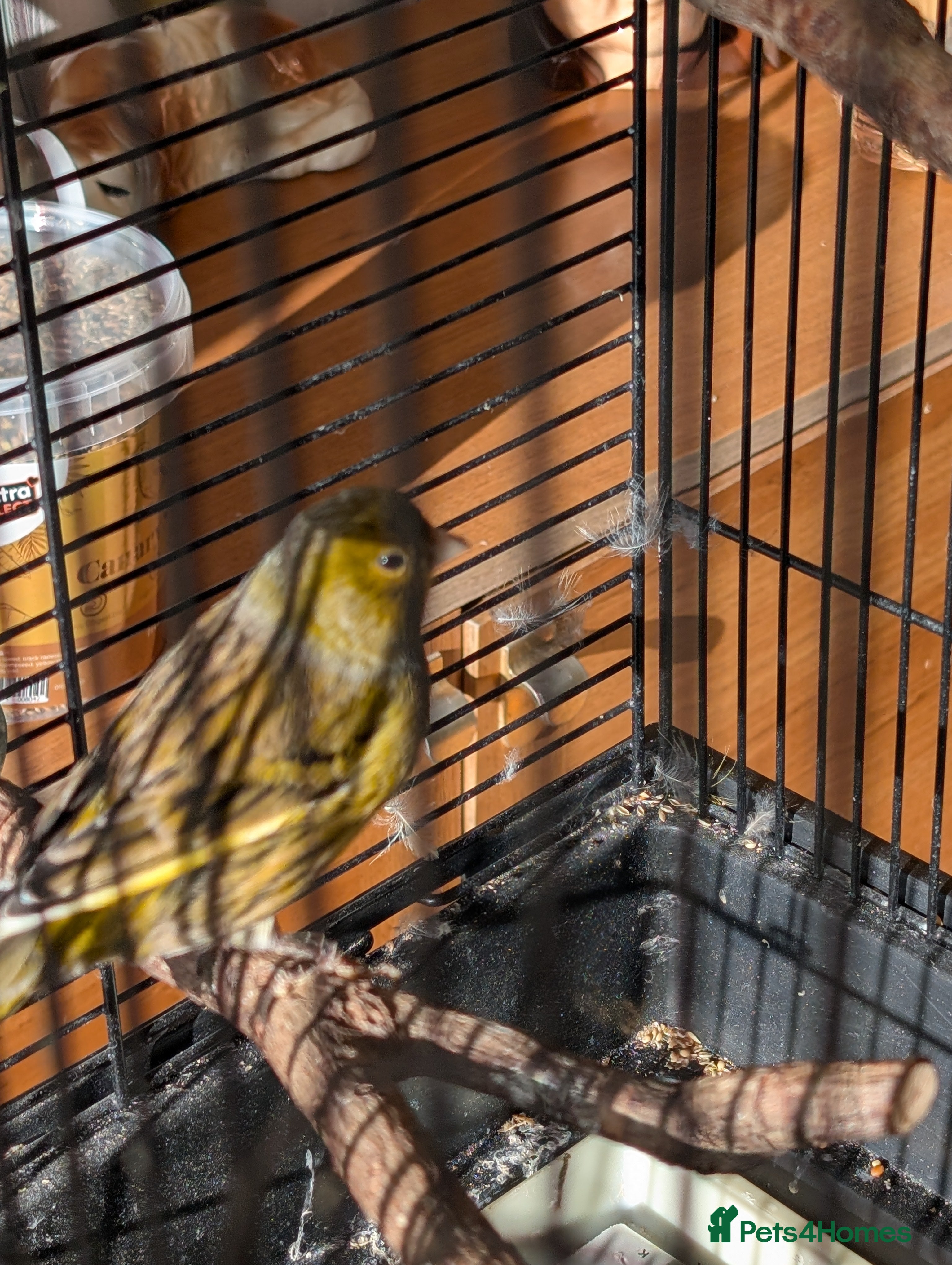 Canaries birds Male Canary  - Advert 14