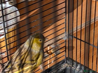 Canaries birds Male Canary - Advert 14
