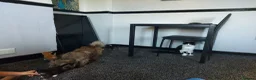 Mixed Breed cats for sale: Beautiful fluffy kittens - Advert 4